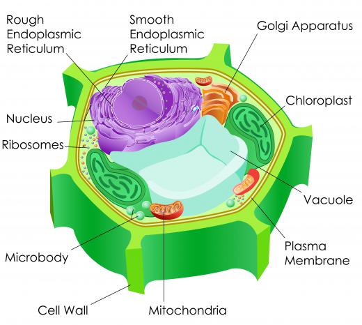 Plastids are specialized structures only found in plant cells.