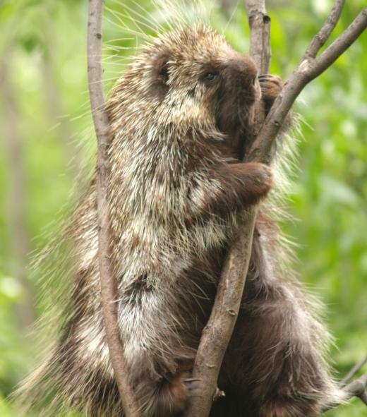 Porcupine spines are an example of convergent evolution.