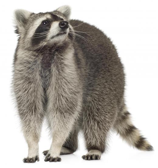 A raccoon, which existed during the Miocene epoch.