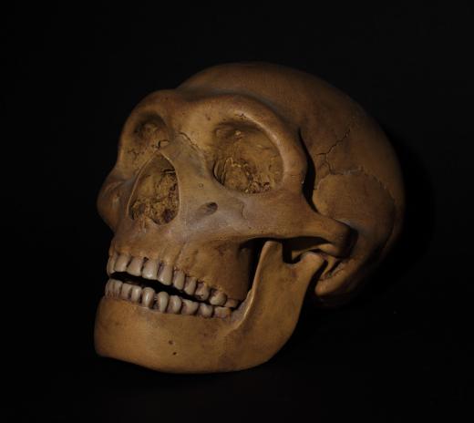 Neanderthals are thought to be descended from a European offshoot of Homo erectus.