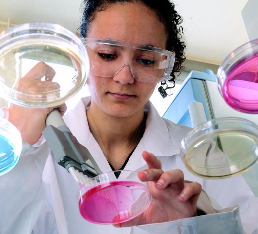 Scientists use petri dishes to hold specimens for study.