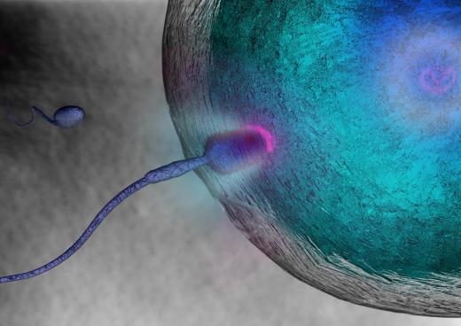 Homologous recombination promotes genetic diversity during sexual reproduction.