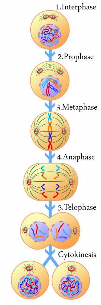 meiosis interphase