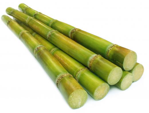 Sugar cane can be used to make green fuel.