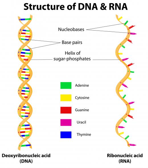 Gene regulation is a process in which a cell determines which genes it will express and when.