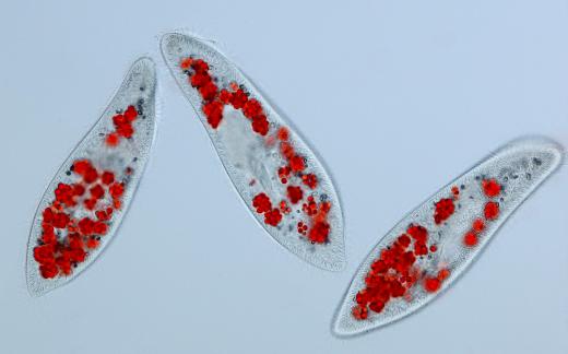 Three Paramecium caudatum.