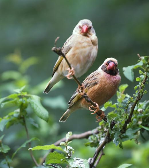 flying animals that are not birds