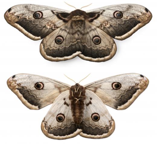 Moths.