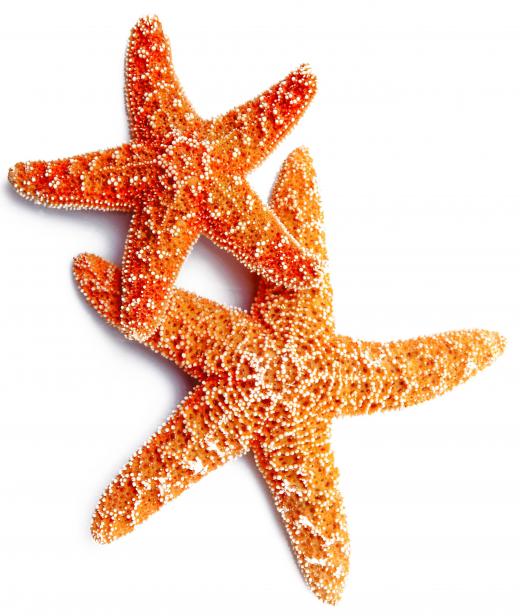 The coral polyps of the Great Barrier Reef must defend themselves against predators like starfish.