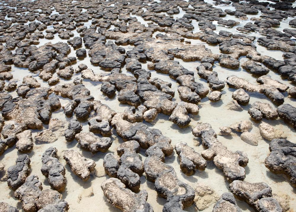 What is the oldest known fossil with pictures 